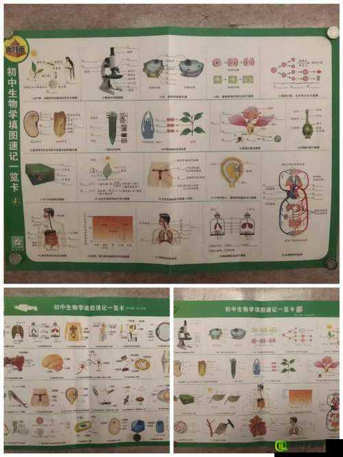 生物老师的亲身教学-那些年与学生们共同探索的生物奥秘之旅